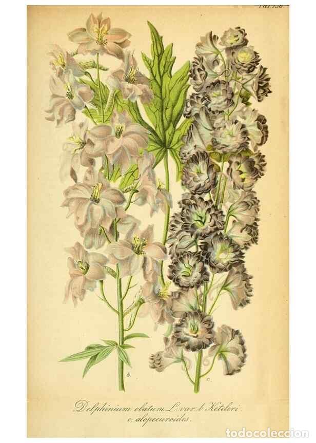 Coleccionismo de Revistas y Peri&oacute;dicos: Reproducci&oacute;n/Reproduction 49704988412: Gartenflora.. Erlangen :F. Enke,1852-1940.. - Deutsche Garten