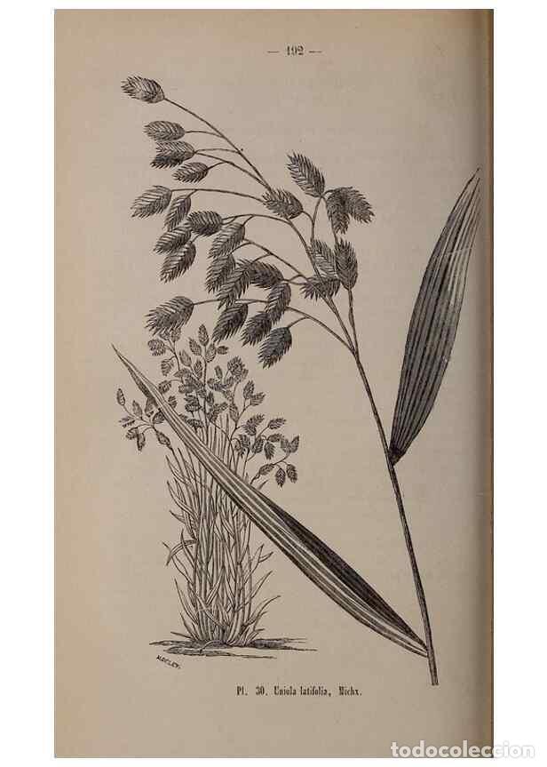 Coleccionismo de Revistas y Peri&oacute;dicos: Reproducci&oacute;n/Reproduction 49264291053: Belgique horticole.. Li&eacute;ge.. - Morren, Charles,