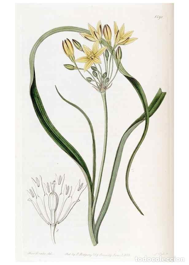 Coleccionismo de Revistas y Peri&oacute;dicos: Reproducci&oacute;n/Reproduction 49823250467: Edwards's botanical register.. London :James Ridgway,1829-184