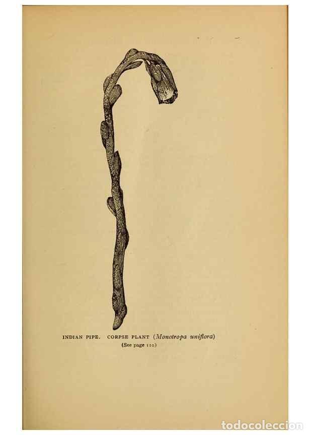 Coleccionismo de Revistas y Peri&oacute;dicos: Reproducci&oacute;n/Reproduction 49304188756: Harper's guide to wild flowers,. New York,Harper,1912.. - Cre