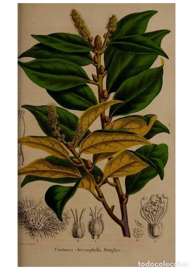 Coleccionismo de Revistas y Peri&oacute;dicos: Reproducci&oacute;n/Reproduction 49264755456: Belgique horticole.. Li&eacute;ge.. - Morren, Charles,