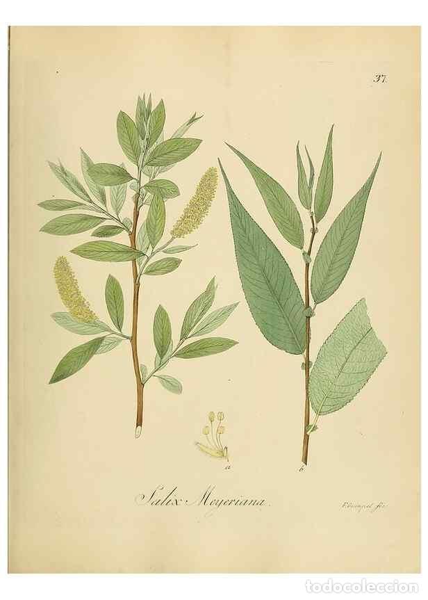 Coleccionismo de Revistas y Peri&oacute;dicos: Reproducci&oacute;n/Reproduction 49298201898: Vollst&auml;ndige Naturgeschichte der forstlichen Culturpflanzen D