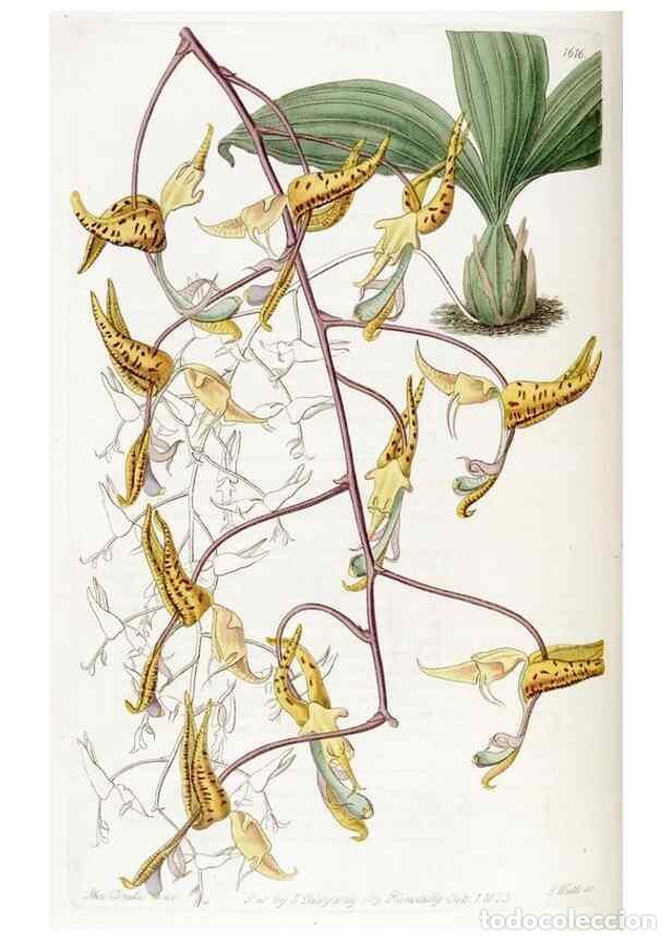 Coleccionismo de Revistas y Peri&oacute;dicos: Reproducci&oacute;n/Reproduction 49823261062: Edwards's botanical register.. London :James Ridgway,1829-184
