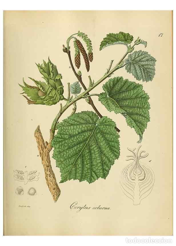 Coleccionismo de Revistas y Peri&oacute;dicos: Reproducci&oacute;n/Reproduction 49298885692: Vollst&auml;ndige Naturgeschichte der forstlichen Culturpflanzen D