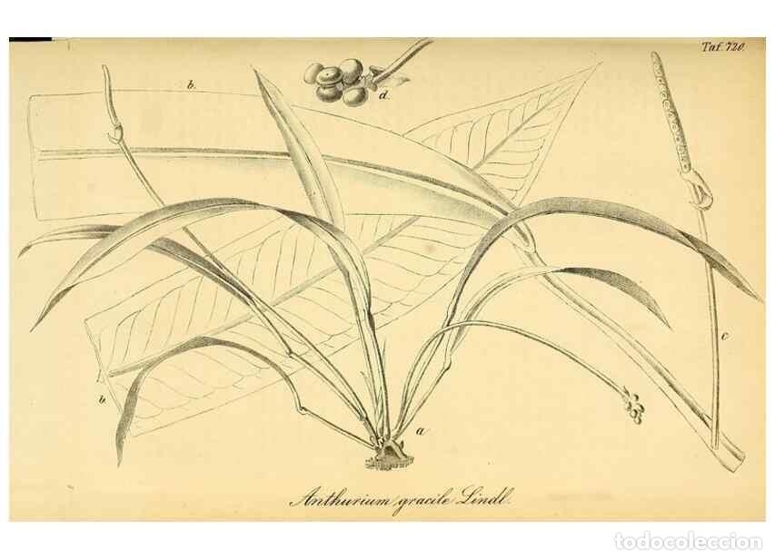 Coleccionismo de Revistas y Peri&oacute;dicos: Reproducci&oacute;n/Reproduction 49704661261: Gartenflora.. Erlangen :F. Enke,1852-1940.. - Deutsche Garten