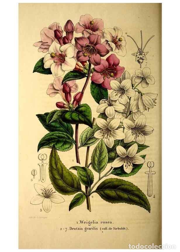 Coleccionismo de Revistas y Peri&oacute;dicos: Reproducci&oacute;n/Reproduction 49269548732: Belgique horticole.. Li&eacute;ge.. - Morren, Charles,