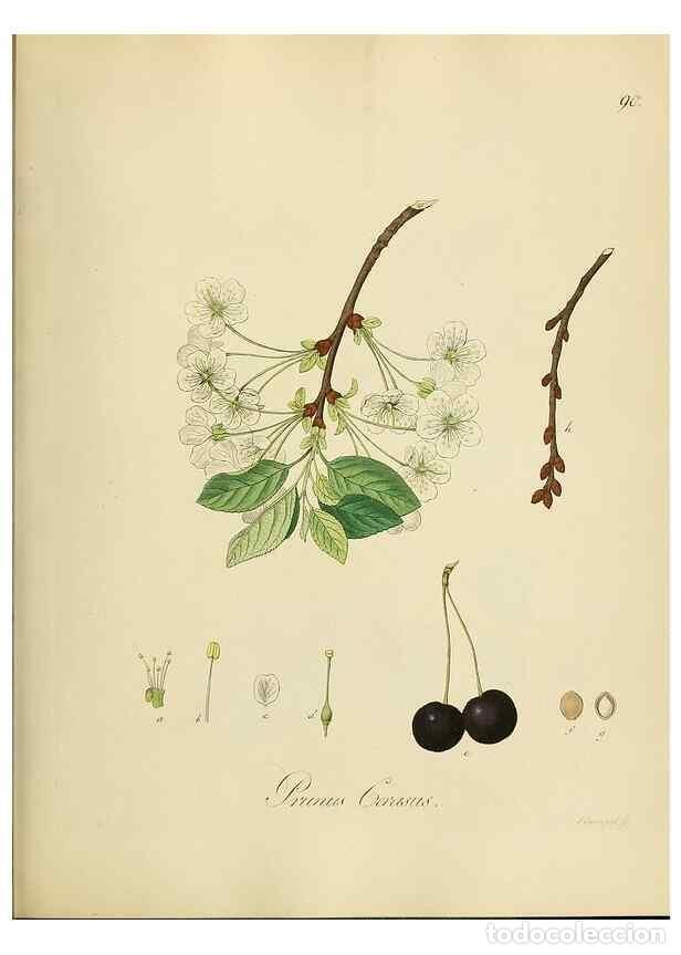 Coleccionismo de Revistas y Peri&oacute;dicos: Reproducci&oacute;n/Reproduction 49298213053: Vollst&auml;ndige Naturgeschichte der forstlichen Culturpflanzen D