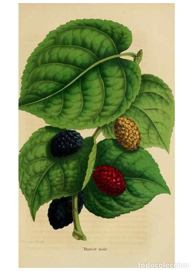 Coleccionismo de Revistas y Peri&oacute;dicos: Reproducci&oacute;n/Reproduction 49265084366: Belgique horticole.. Li&eacute;ge.. - Morren, Charles,