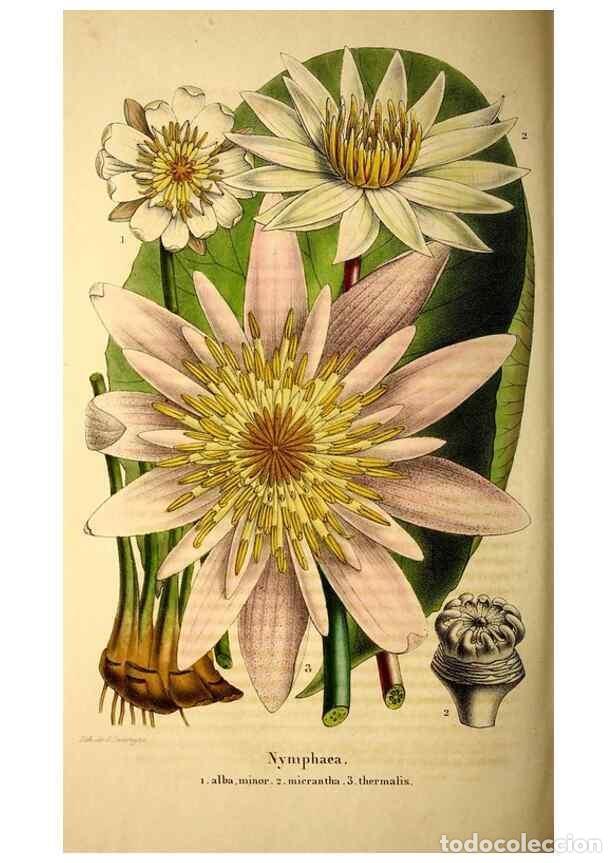 Coleccionismo de Revistas y Peri&oacute;dicos: Reproducci&oacute;n/Reproduction 49269550202: Belgique horticole.. Li&eacute;ge.. - Morren, Charles,