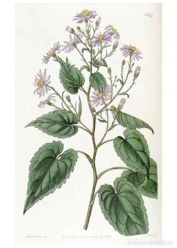 Coleccionismo de Revistas y Peri&oacute;dicos: Reproducci&oacute;n/Reproduction 49823253252: Edwards's botanical register.. London :James Ridgway,1829-184