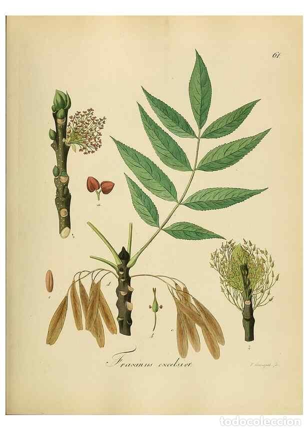 Coleccionismo de Revistas y Peri&oacute;dicos: Reproducci&oacute;n/Reproduction 49298895187: Vollst&auml;ndige Naturgeschichte der forstlichen Culturpflanzen D