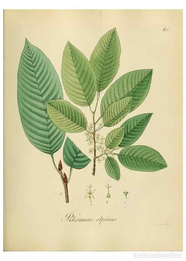 Coleccionismo de Revistas y Peri&oacute;dicos: Reproducci&oacute;n/Reproduction 49298896057: Vollst&auml;ndige Naturgeschichte der forstlichen Culturpflanzen D