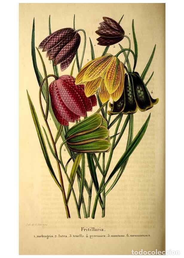 Coleccionismo de Revistas y Peri&oacute;dicos: Reproducci&oacute;n/Reproduction 49269547307: Belgique horticole.. Li&eacute;ge.. - Morren, Charles,