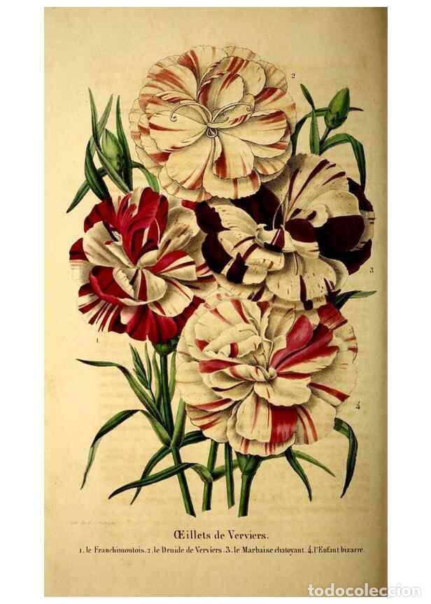 Coleccionismo de Revistas y Peri&oacute;dicos: Reproducci&oacute;n/Reproduction 49269343451: Belgique horticole.. Li&eacute;ge.. - Morren, Charles,