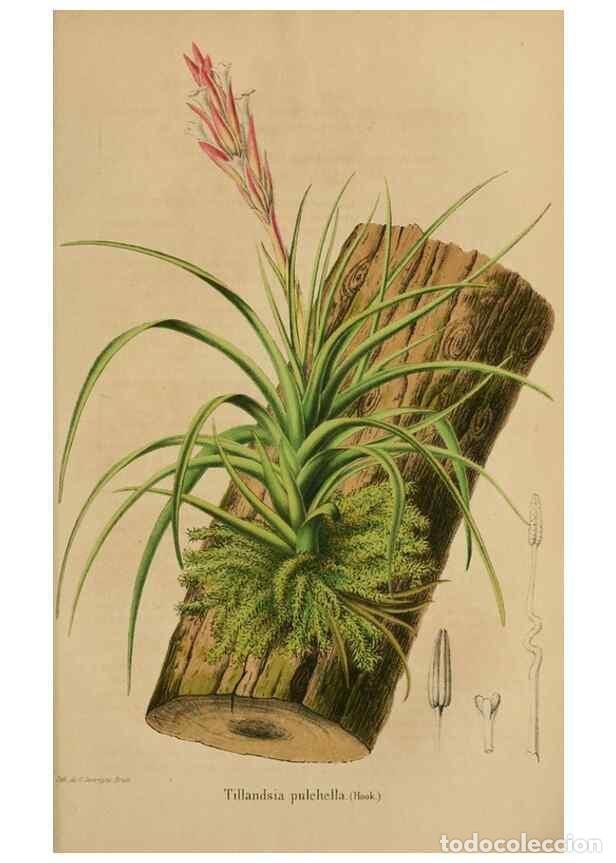 Coleccionismo de Revistas y Peri&oacute;dicos: Reproducci&oacute;n/Reproduction 49264289036: Belgique horticole.. Li&eacute;ge.. - Morren, Charles,