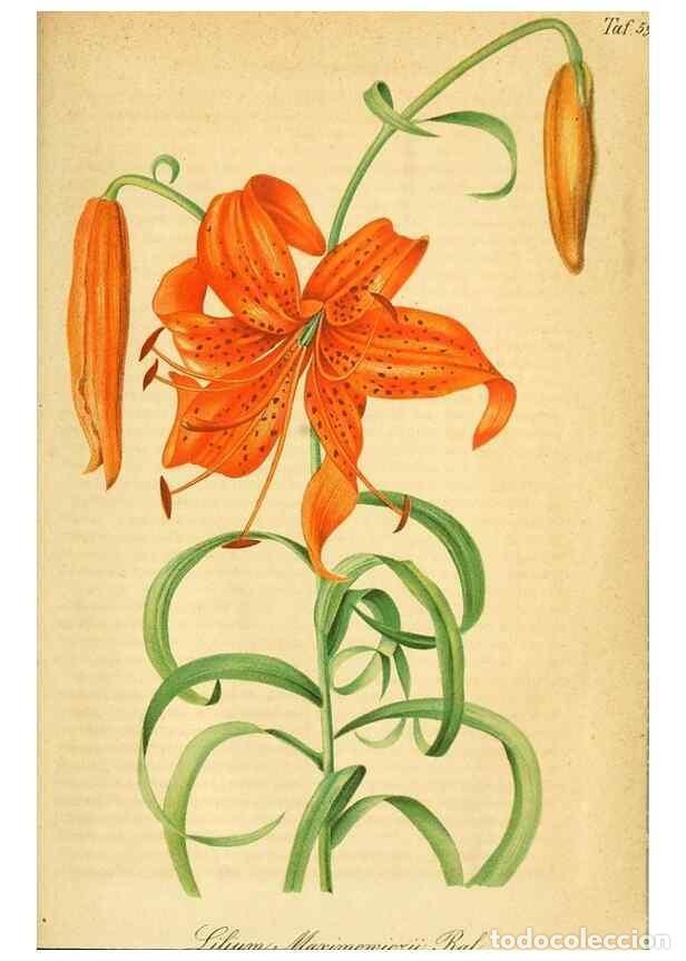 Collection Magazines and Newspapers: Reproducci&oacute;n/Reproduction 49698506066: Gartenflora.. Erlangen :F. Enke,1852-1940.. - Deutsche Garten