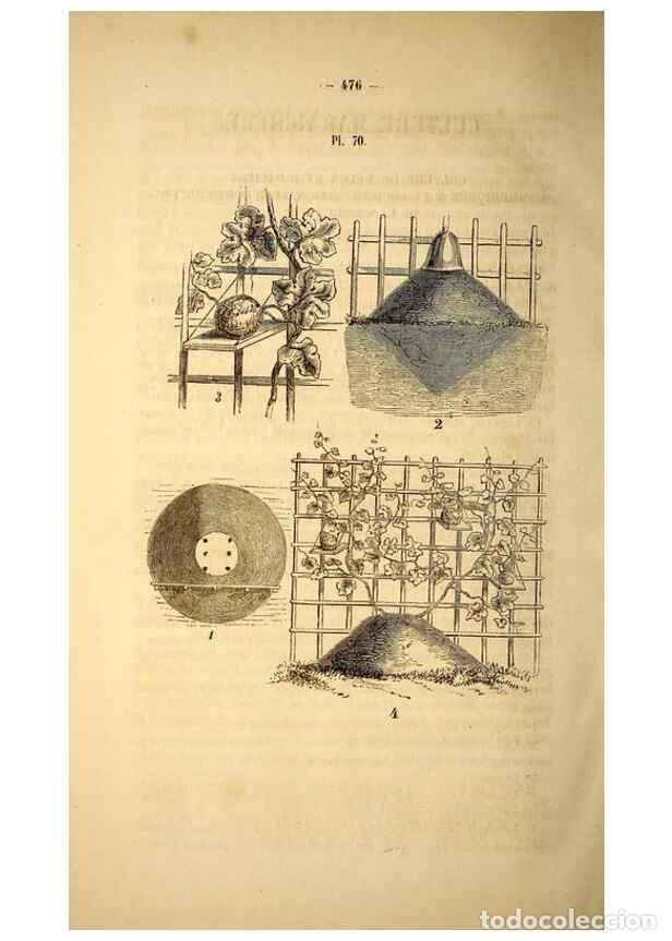 Collection Magazines and Newspapers: Reproducci&oacute;n/Reproduction 49269352686: Belgique horticole.. Li&eacute;ge.. - Morren, Charles,