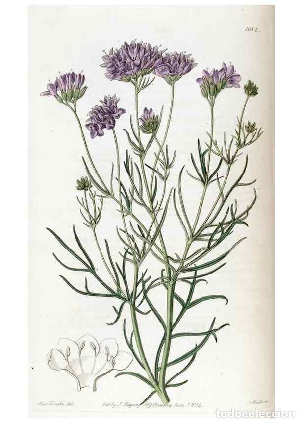 Collection Magazines and Newspapers: Reproducci&oacute;n/Reproduction 49822682931: Edwards's botanical register.. London :James Ridgway,1829-184