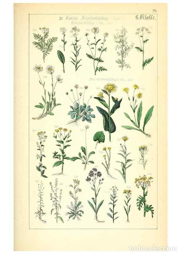 Collection Magazines and Newspapers: Reproducci&oacute;n/Reproduction 49269700467: Popul&auml;re Botanik. Stuttgart,Krais & Hoffmann,1857.. - Schmidl