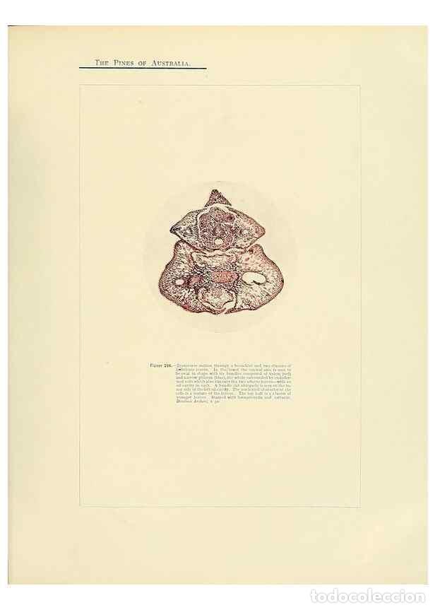 Collection Magazines and Newspapers: Reproducci&oacute;n/Reproduction 49264007226: A research on the pines of Australia,. Sydney,W. A. Gullick,