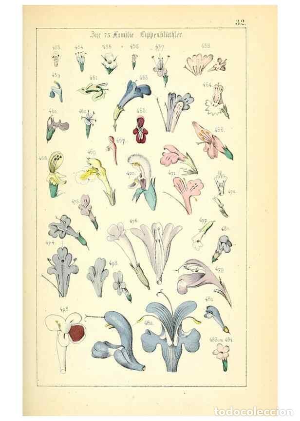 Collection Magazines and Newspapers: Reproducci&oacute;n/Reproduction 49269503296: Popul&auml;re Botanik. Stuttgart,Krais & Hoffmann,1857.. - Schmidl