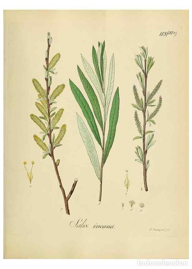 Collection Magazines and Newspapers: Reproducci&oacute;n/Reproduction 49298218483: Vollst&auml;ndige Naturgeschichte der forstlichen Culturpflanzen D