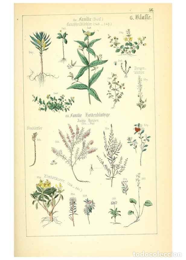 Collection Magazines and Newspapers: Reproducci&oacute;n/Reproduction 49269704292: Popul&auml;re Botanik. Stuttgart,Krais & Hoffmann,1857.. - Schmidl