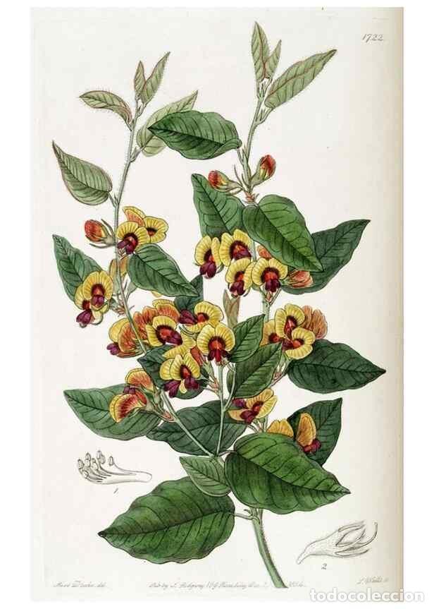 Colecionismo de Revistas e Jornais: Reproducci&oacute;n/Reproduction 49822697876: Edwards's botanical register.. London :James Ridgway,1829-184