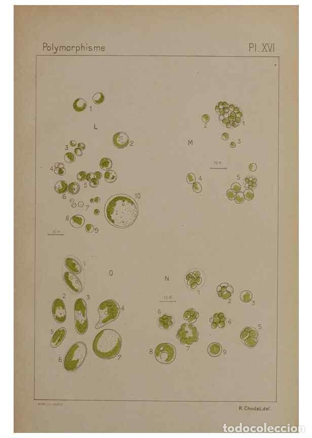 Colecionismo de Revistas e Jornais: Reproducci&oacute;n/Reproduction 49299113312: &Eacute;tude critique et exp&eacute;rimentale sur le polymorphisme des algu