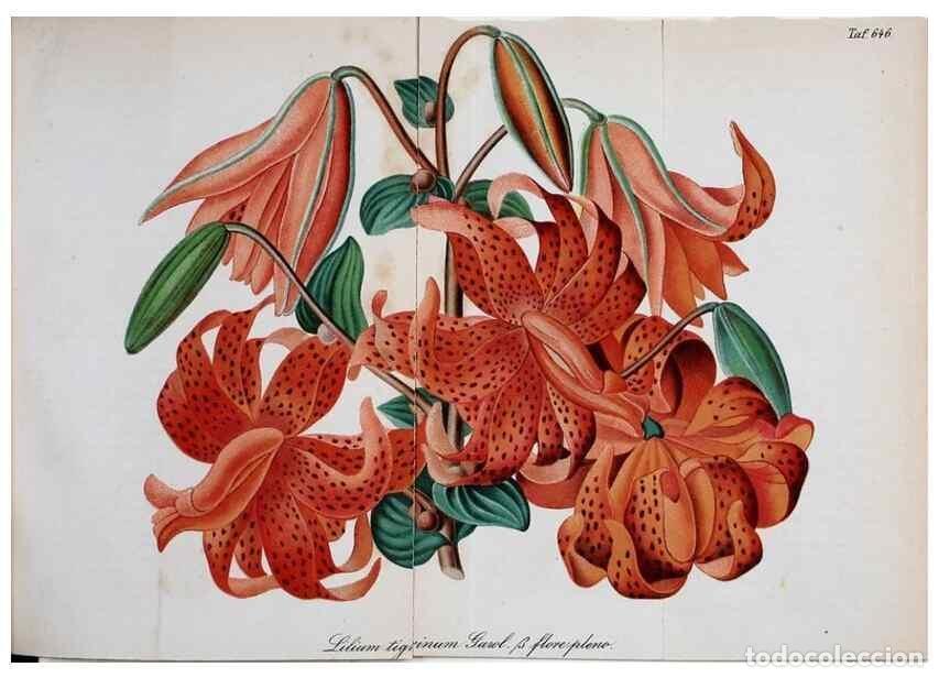 Colecionismo de Revistas e Jornais: Reproducci&oacute;n/Reproduction 49701509358: Gartenflora.. Erlangen :F. Enke,1852-1940.. - Deutsche Garten
