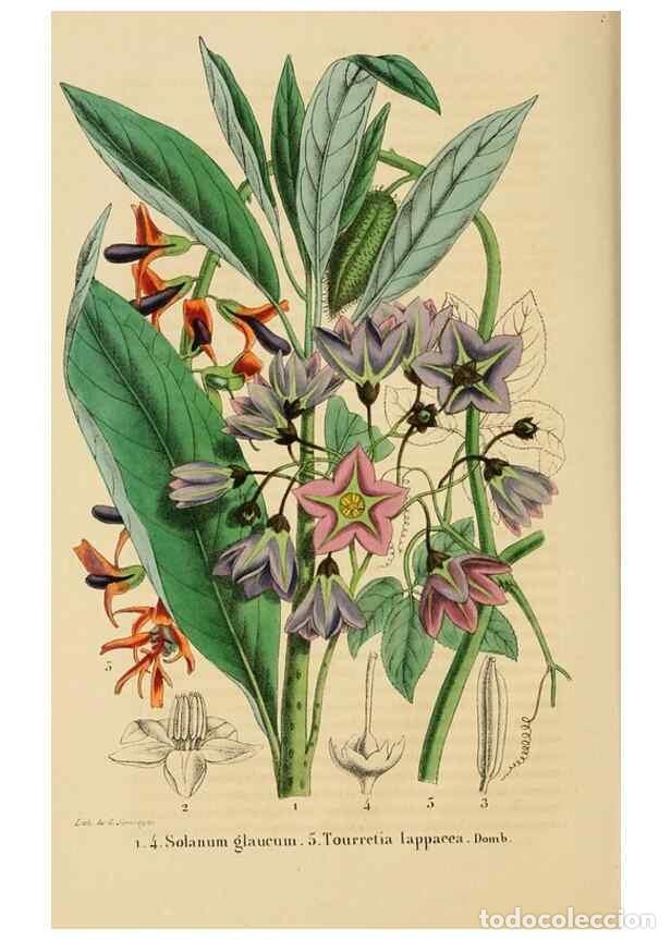 Colecionismo de Revistas e Jornais: Reproducci&oacute;n/Reproduction 49268983821: Belgique horticole.. Li&eacute;ge.. - Morren, Charles,