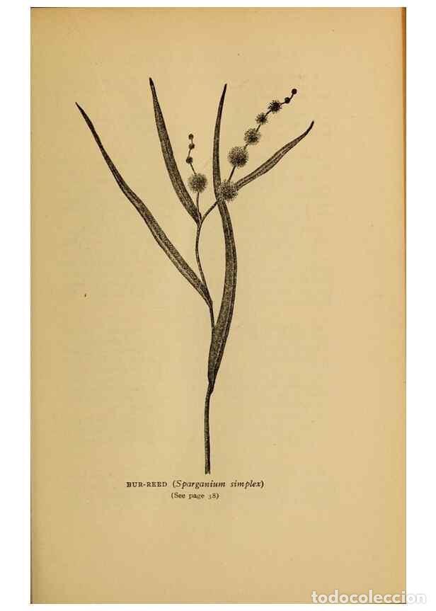 Colecionismo de Revistas e Jornais: Reproducci&oacute;n/Reproduction 49303694338: Harper's guide to wild flowers,. New York,Harper,1912.. - Cre