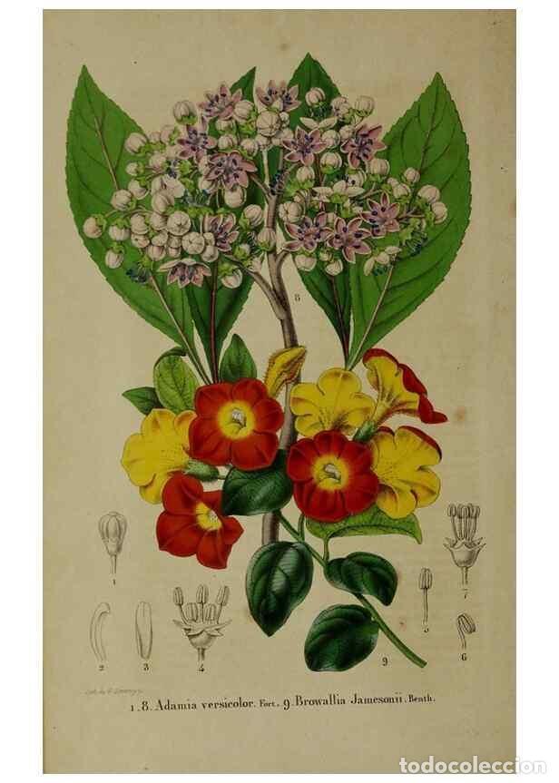 Colecionismo de Revistas e Jornais: Reproducci&oacute;n/Reproduction 49265336247: Belgique horticole.. Li&eacute;ge.. - Morren, Charles,