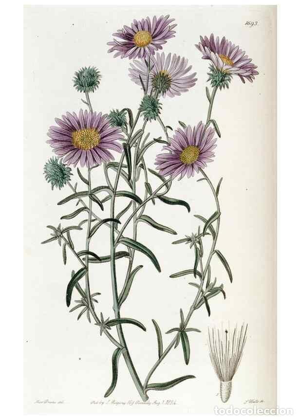 Collectionnisme de Revues et Journaux: Reproducci&oacute;n/Reproduction 49822151123: Edwards's botanical register.. London :James Ridgway,1829-184