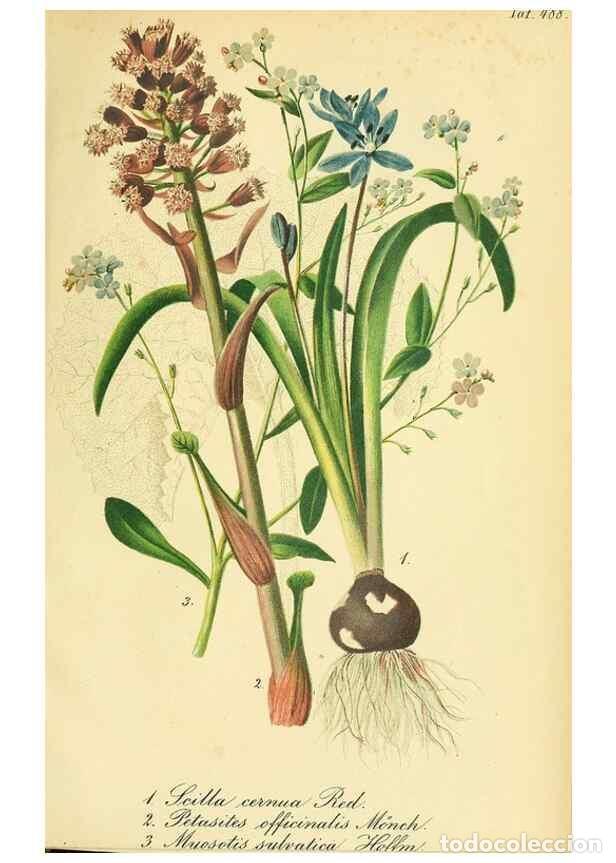 Collectionnisme de Revues et Journaux: Reproducci&oacute;n/Reproduction 49691710196: Gartenflora.. Erlangen :F. Enke,1852-1940.. - Deutsche Garten