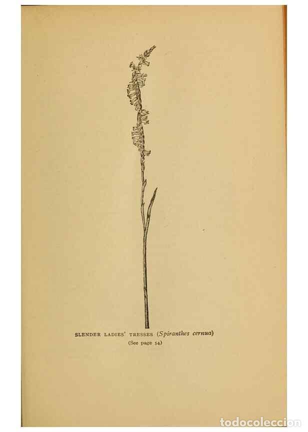Collectionnisme de Revues et Journaux: Reproducci&oacute;n/Reproduction 49304393757: Harper's guide to wild flowers,. New York,Harper,1912.. - Cre
