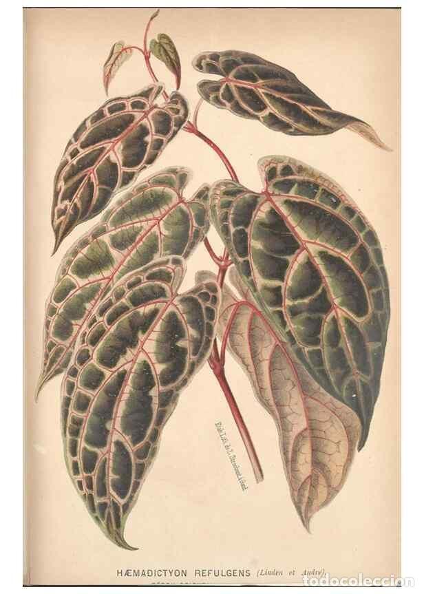 Collectionnisme de Revues et Journaux: Reproducci&oacute;n/Reproduction 49690951917: L'Illustration horticole :. Gand, Belgium :Imprimerie et lith