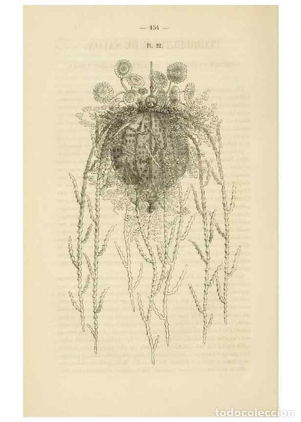 Collectionnisme de Revues et Journaux: Reproducci&oacute;n/Reproduction 49269182782: Belgique horticole.. Li&eacute;ge.. - Morren, Charles,