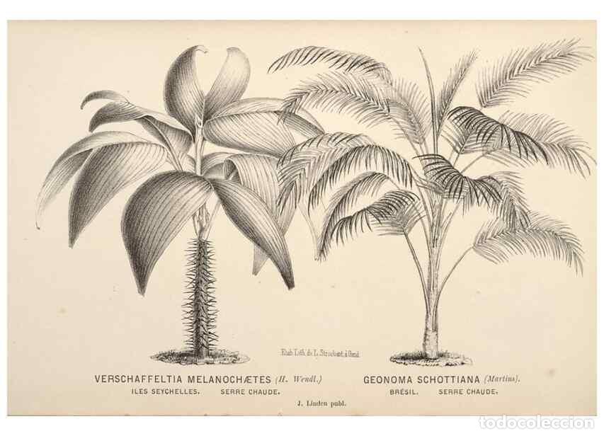 Collectionnisme de Revues et Journaux: Reproducci&oacute;n/Reproduction 49690953517: L'Illustration horticole :. Gand, Belgium :Imprimerie et lith