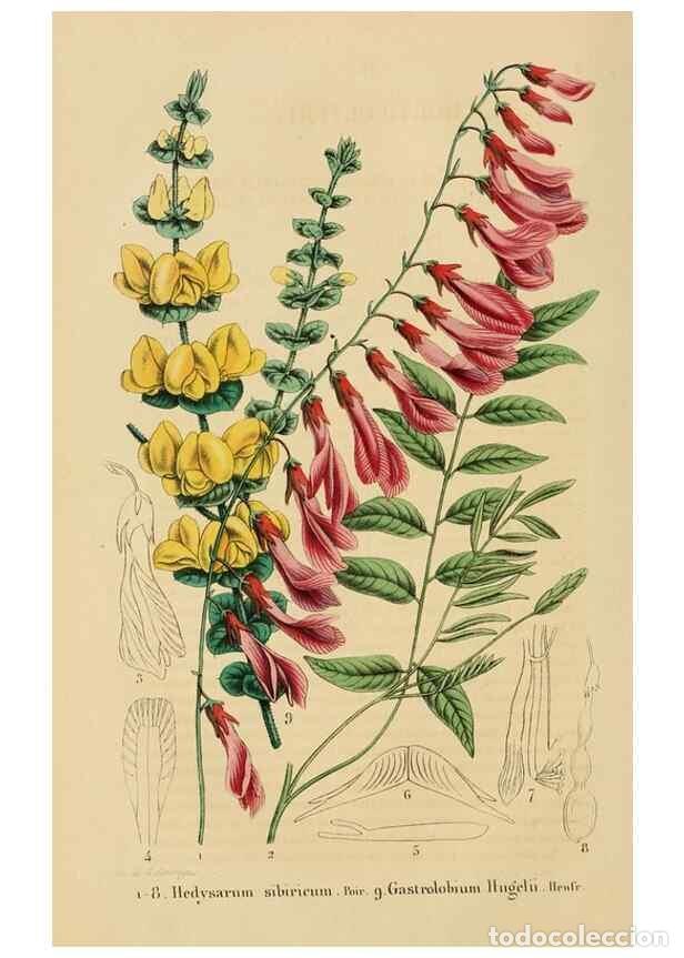 Collectionnisme de Revues et Journaux: Reproducci&oacute;n/Reproduction 49268519338: Belgique horticole.. Li&eacute;ge.. - Morren, Charles,