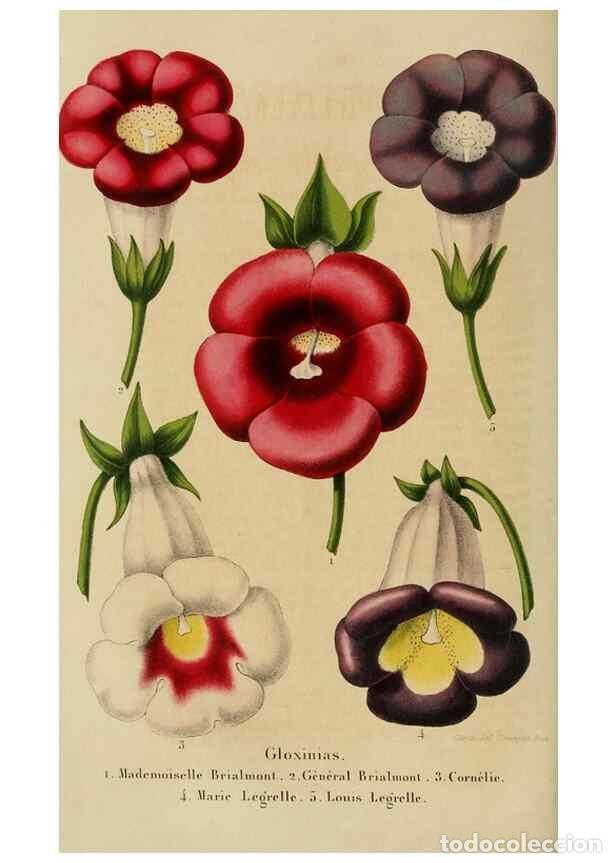 Collectionnisme de Revues et Journaux: Reproducci&oacute;n/Reproduction 49264616523: Belgique horticole.. Li&eacute;ge.. - Morren, Charles,