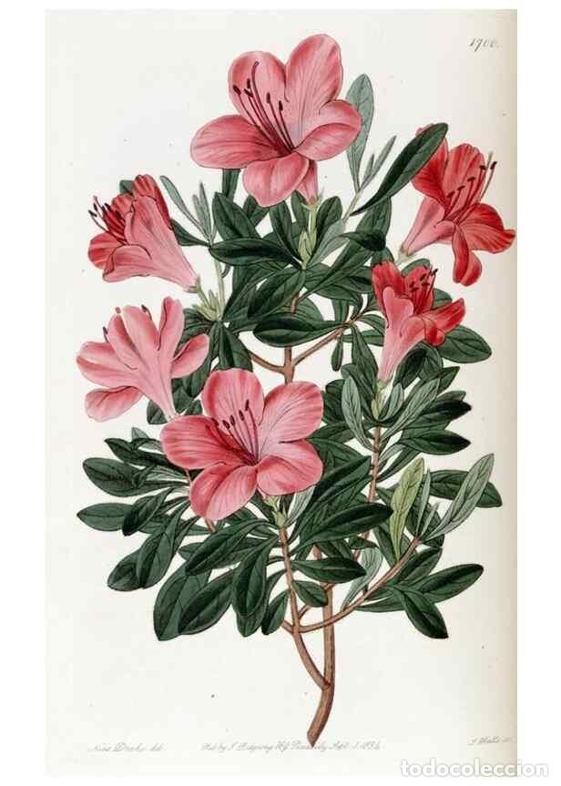 Collectionnisme de Revues et Journaux: Reproducci&oacute;n/Reproduction 49823005807: Edwards's botanical register.. London :James Ridgway,1829-184