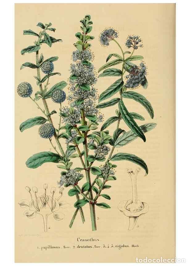 Collectionnisme de Revues et Journaux: Reproducci&oacute;n/Reproduction 49269180592: Belgique horticole.. Li&eacute;ge.. - Morren, Charles,