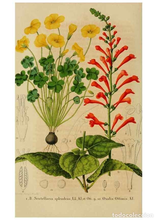 Collectionnisme de Revues et Journaux: Reproducci&oacute;n/Reproduction 49265082536: Belgique horticole.. Li&eacute;ge.. - Morren, Charles,