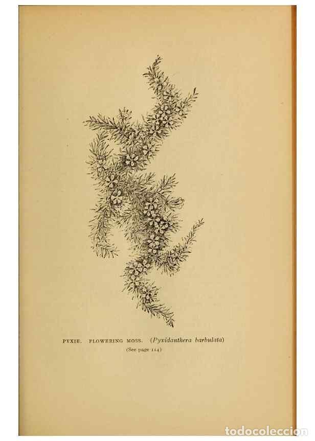 Collectionnisme de Revues et Journaux: Reproducci&oacute;n/Reproduction 49304189626: Harper's guide to wild flowers,. New York,Harper,1912.. - Cre