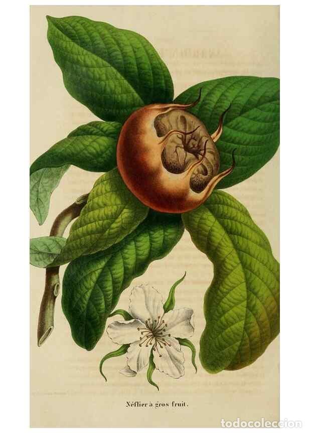 Colecionismo de Revistas e Jornais: Reproducci&oacute;n/Reproduction 49265081256: Belgique horticole.. Li&eacute;ge.. - Morren, Charles,