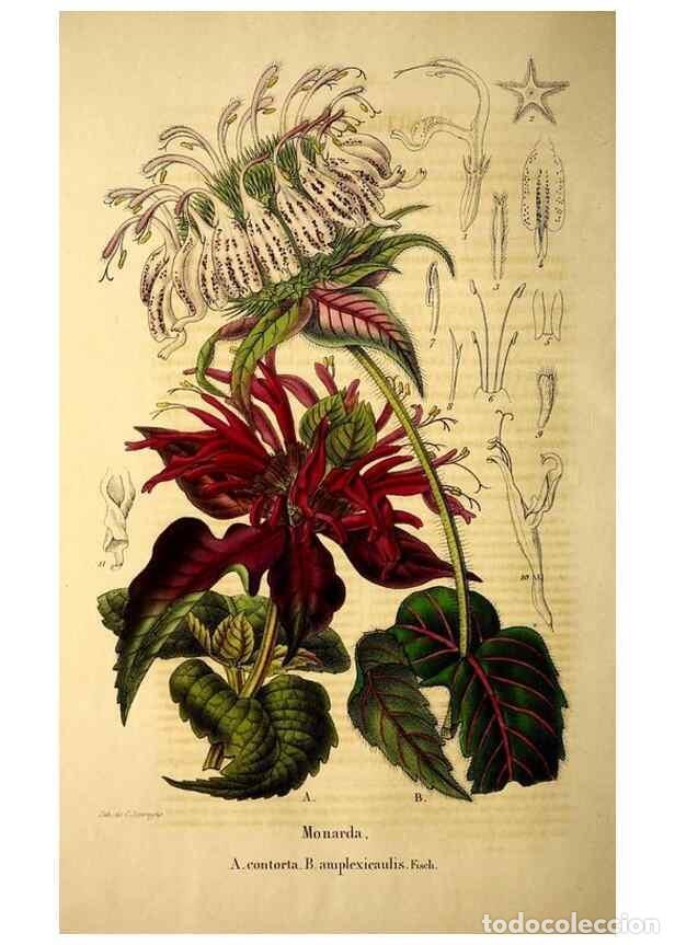 Colecionismo de Revistas e Jornais: Reproducci&oacute;n/Reproduction 49269533867: Belgique horticole.. Li&eacute;ge.. - Morren, Charles,