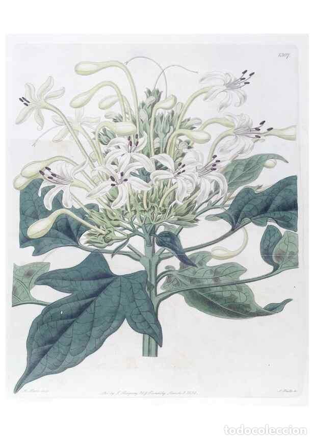 Colecionismo de Revistas e Jornais: Reproducci&oacute;n/Reproduction 49824794718: Edwards's botanical register.. London :James Ridgway,1829-184