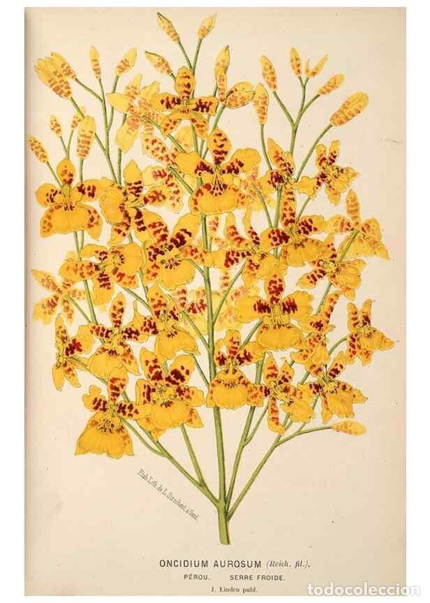 Colecionismo de Revistas e Jornais: Reproducci&oacute;n/Reproduction 49690600336: L'Illustration horticole :. Gand, Belgium :Imprimerie et lith