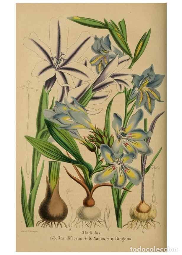 Colecionismo de Revistas e Jornais: Reproducci&oacute;n/Reproduction 49264289956: Belgique horticole.. Li&eacute;ge.. - Morren, Charles,